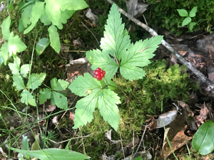 Photo By: Steve Young. Photo taken: Clinton County, NY on 10 July 2019
